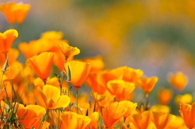 fast growing annuals