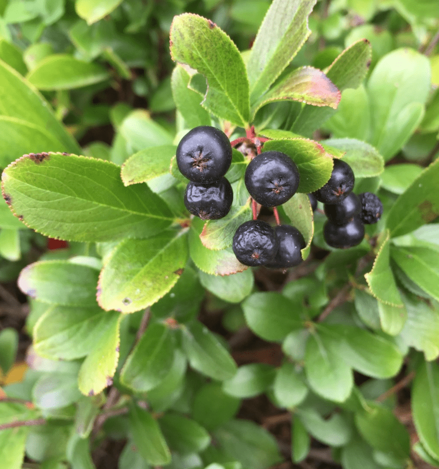bird berries