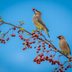What Do Cedar Waxwings Eat and How to Attract Them