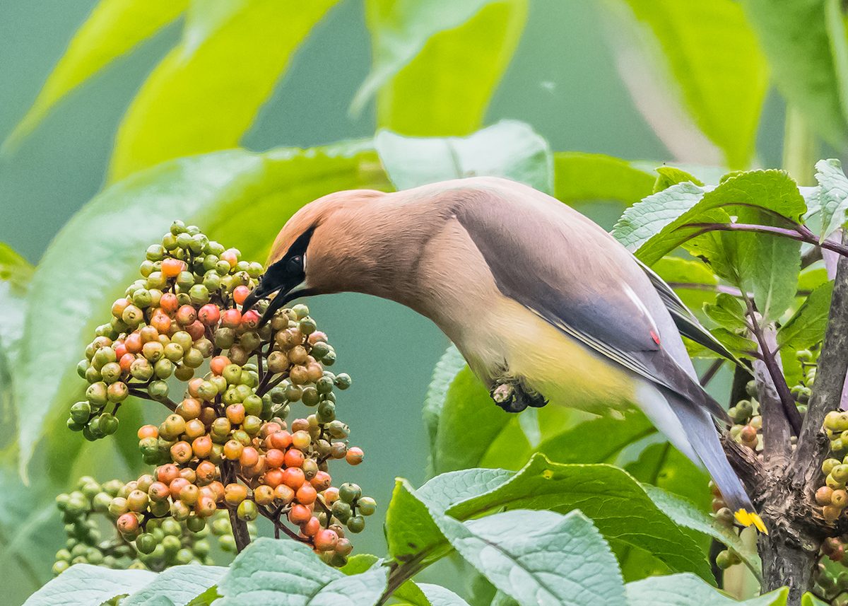 bird berries, cedar waxwing in hawthorne tree