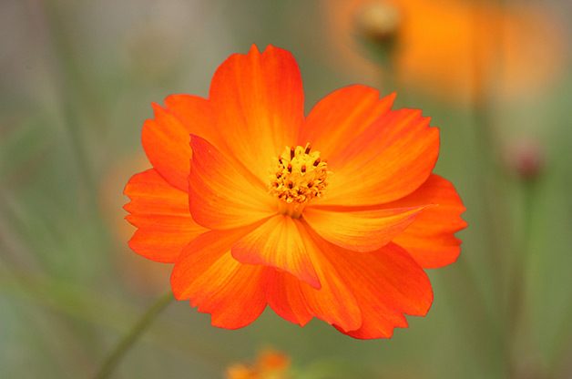 orange cosmos
