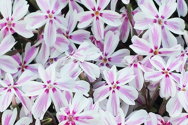 phlox
