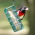 8 Common Questions About Suet for Birds
