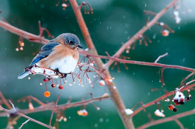 do bluebirds migrate?