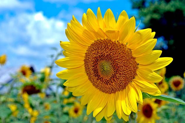sunflower