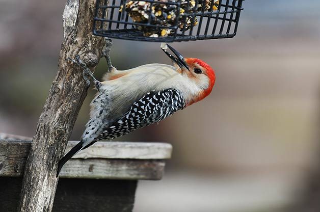 what to feed birds in winter, woodpecker at suet feeder