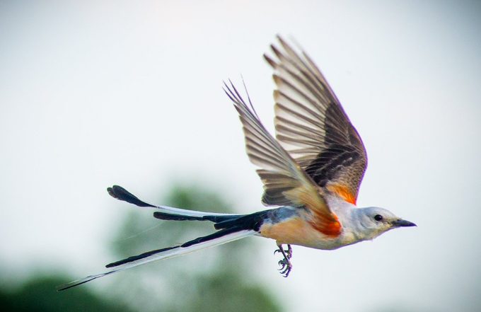 scissor-tailed flycatcher