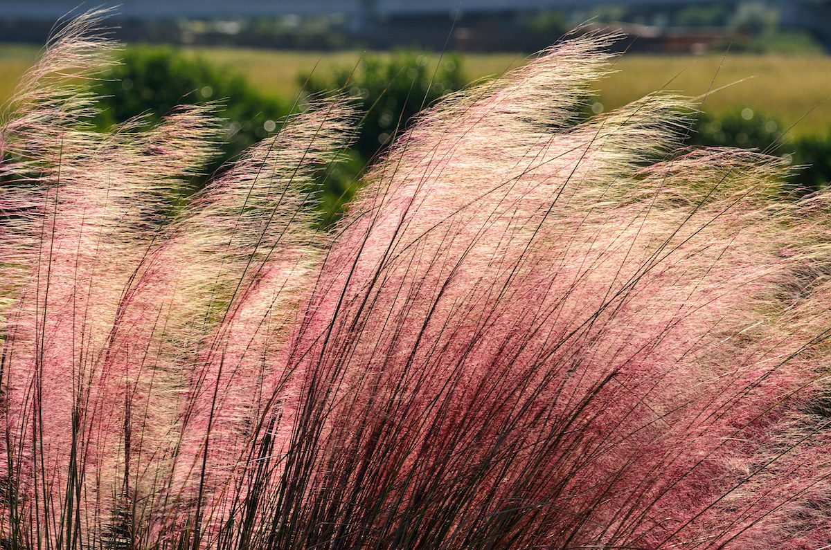 pink huhly grass winter plants
