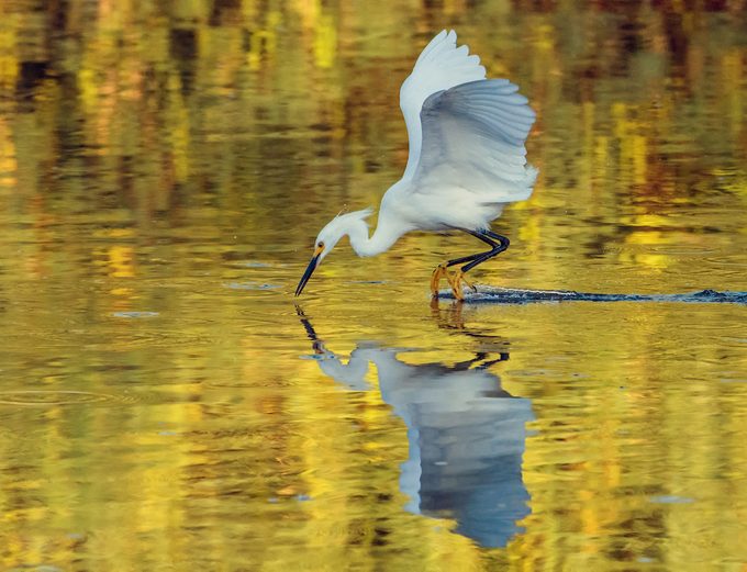 snowy egret, bird anatomy