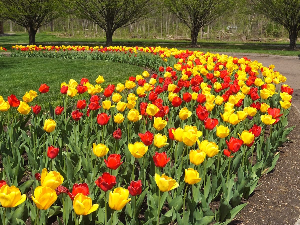 tulip beds