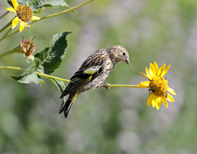 pine siskin on flower stem