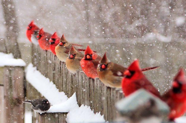 winter bird photos cardinals