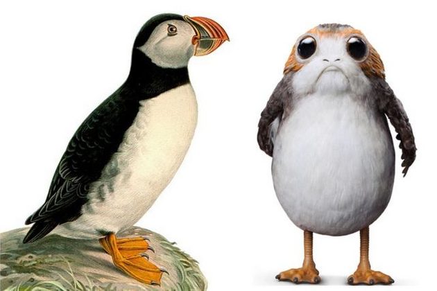 Puffin to Porg Wilhelm von Wright DK Publications