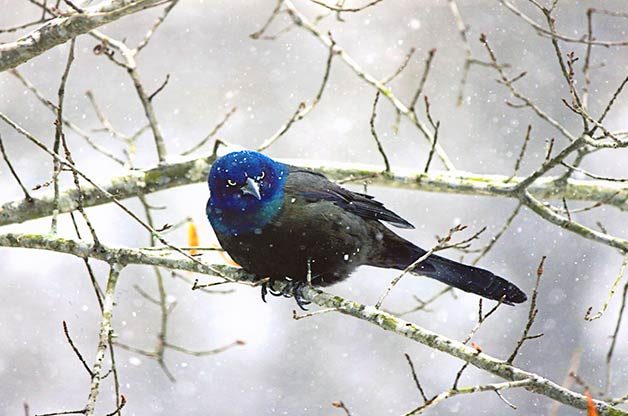 common grackle