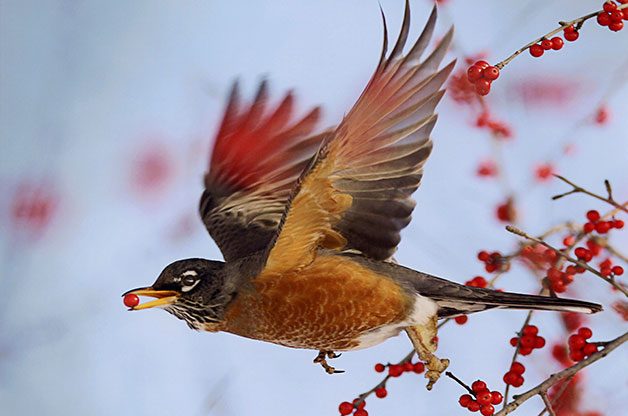 american robin