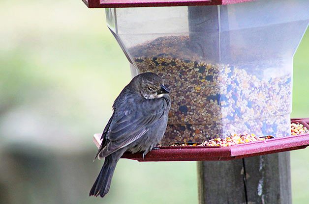 Female brown-headed cowbird at feeder
