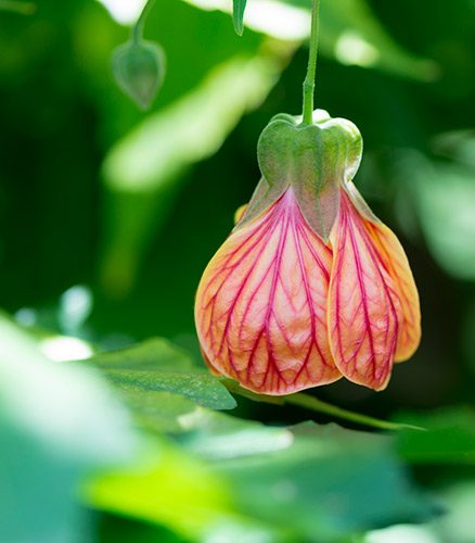 Flowering maple houseplant.