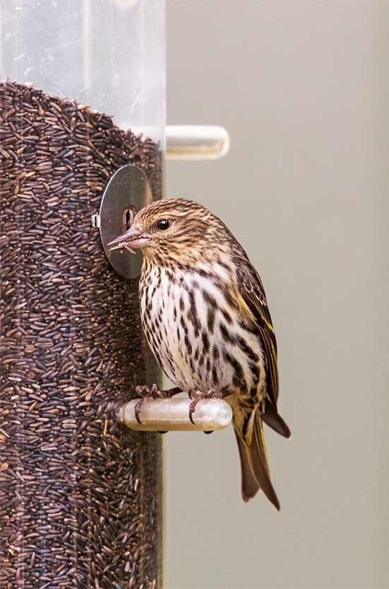 Pine siskin on thistle feeder