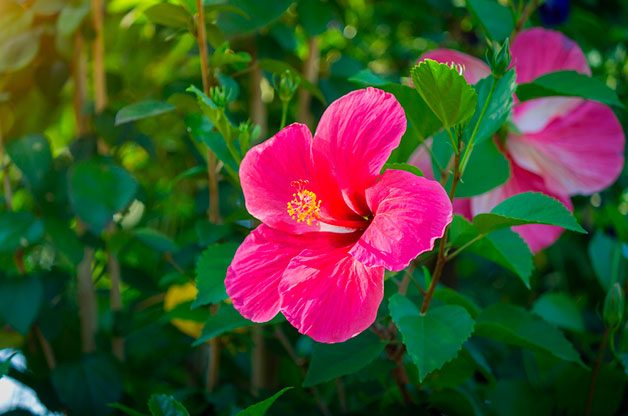 blooming houseplants, Pink chinese hibiscus flowering houseplant.