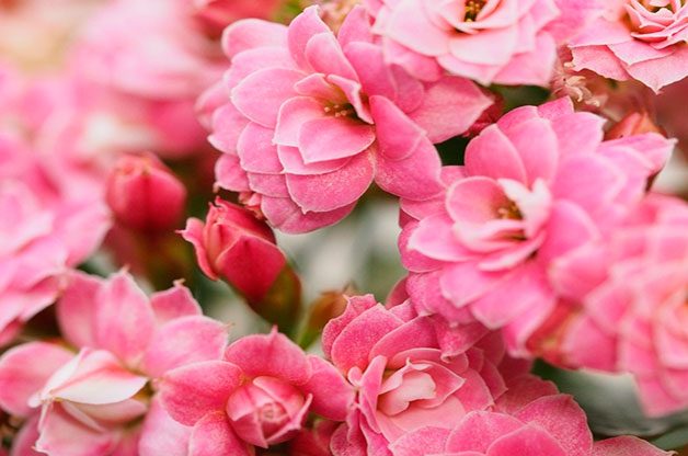 blooming houseplants, Pink kalanchoe flowering houseplant.