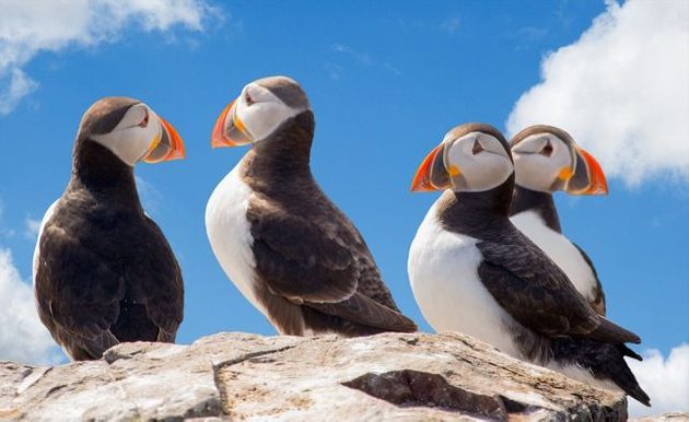 puffin kaz pixabay