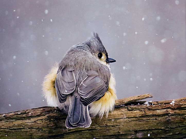 titmouse in snow