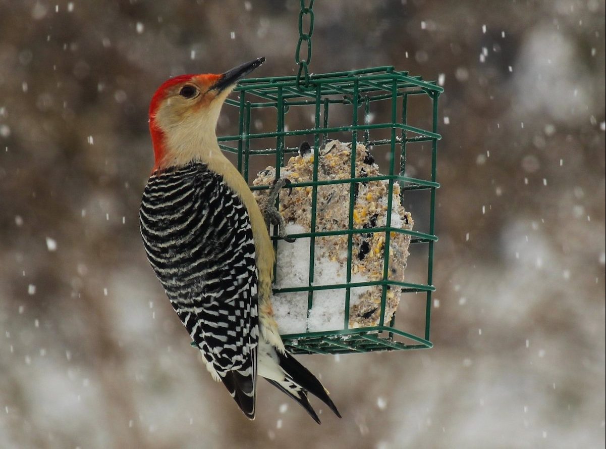Red-bellied woodpecker