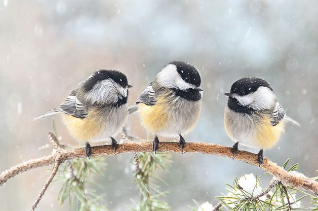 Three black capped chickadees on a branch in falling snow.