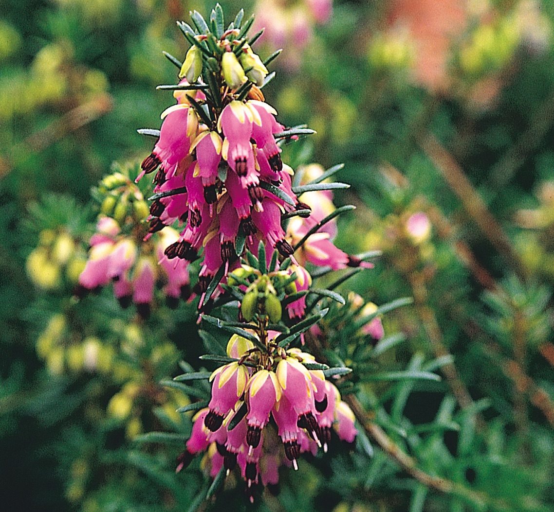 winter heath