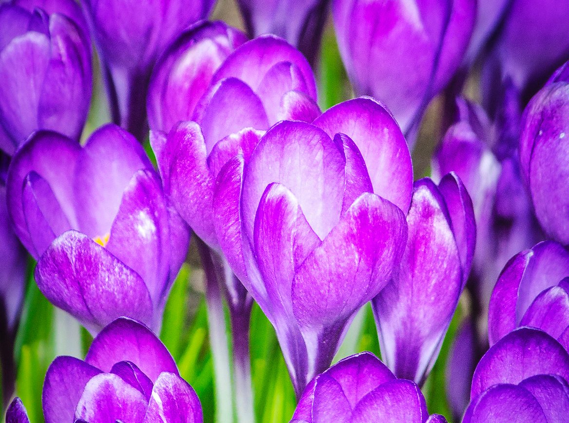 Crocus, early blooming flowers