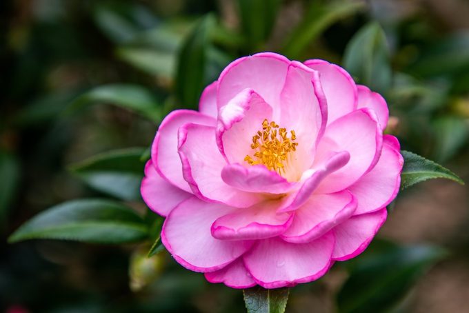 pink camellia bush