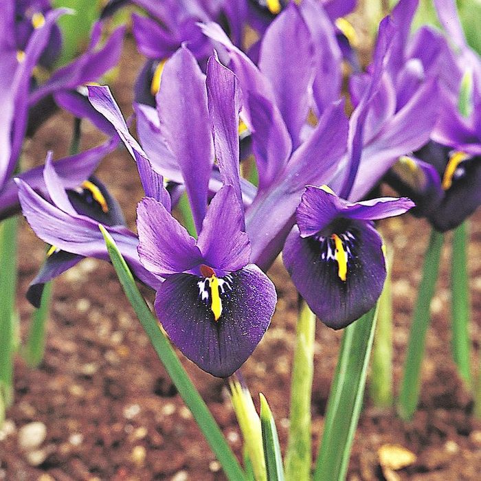 dwarf iris