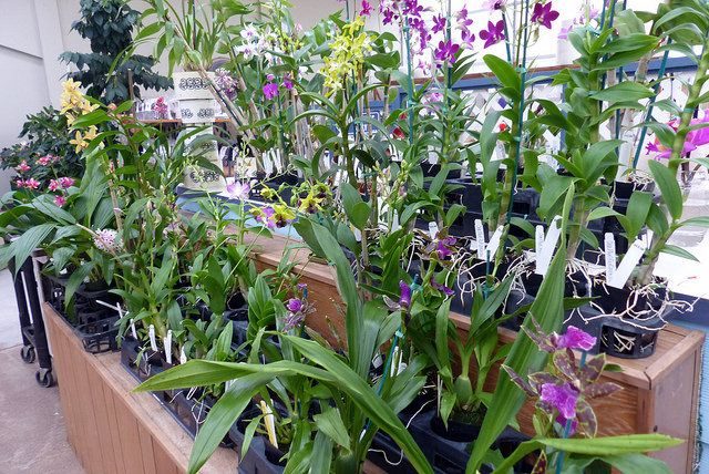 Orchid Care for sale