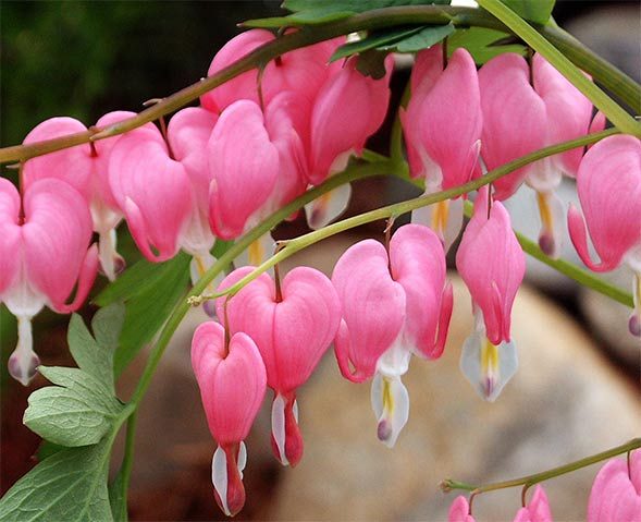 Pink bleeding heart early spring flower