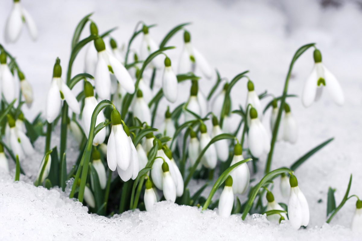 snowdrop