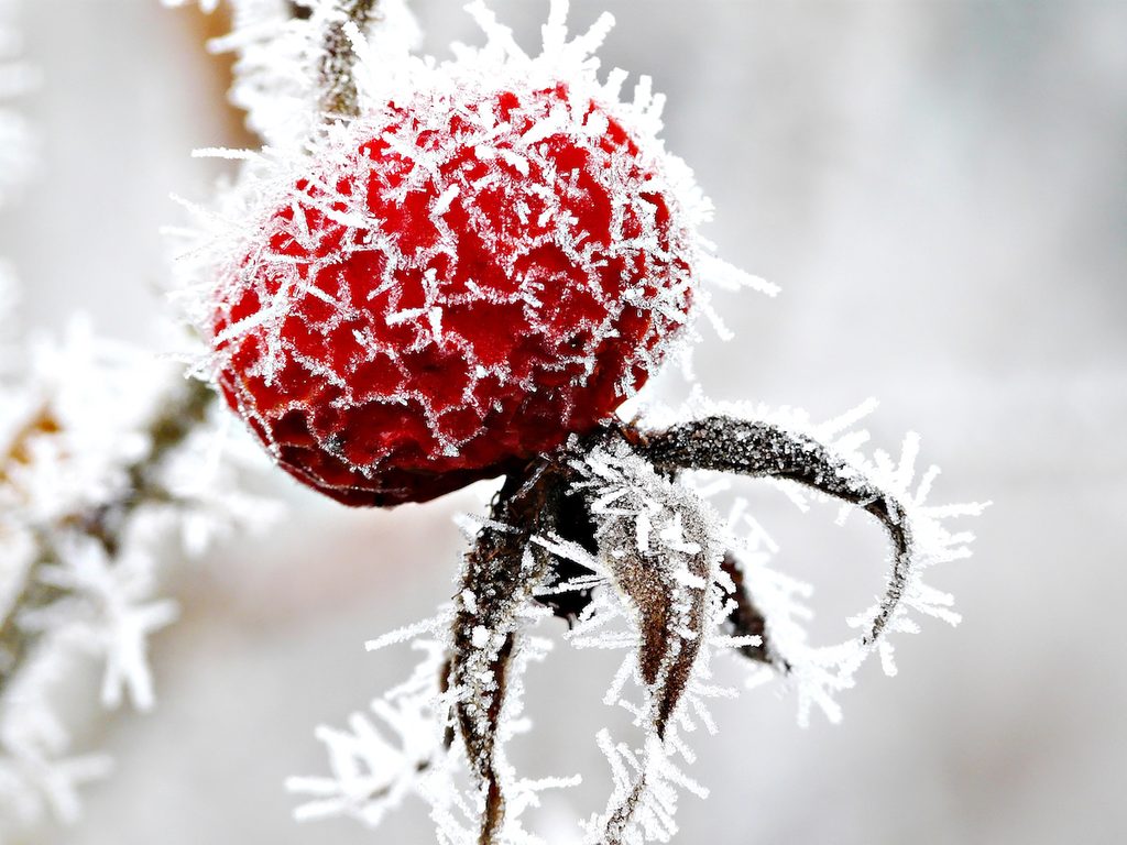 rugosa rose