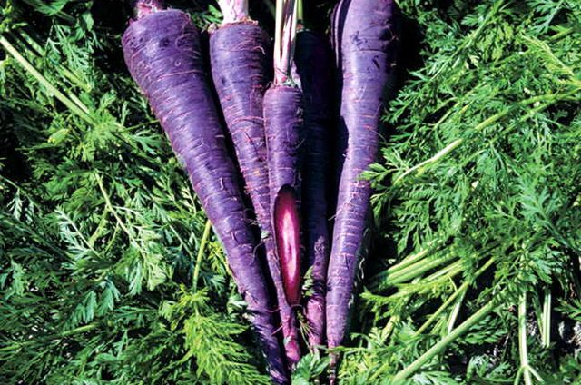 Eat the Rainbow Purple Carrot Park Seed
