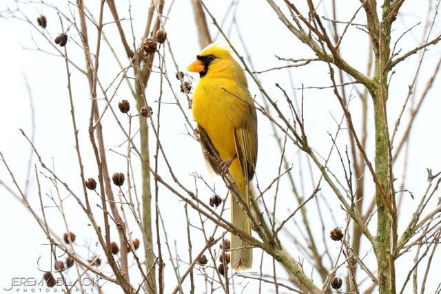 yellow cardinal