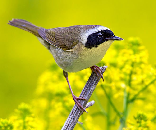 Common yellowthroat warblers