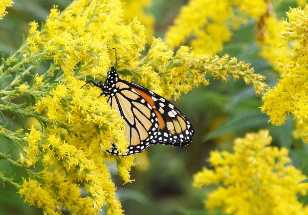 monarch on goldenrod