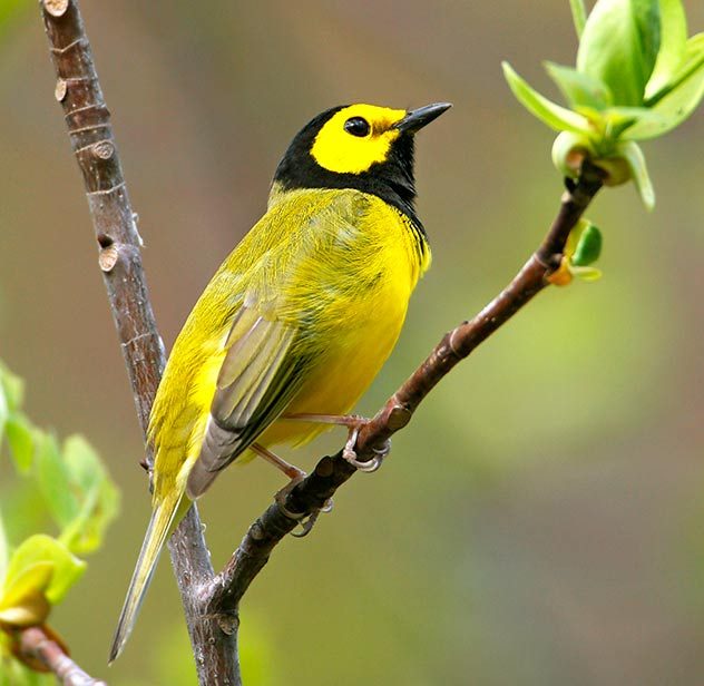 Hooded warbler perched on branch in spring