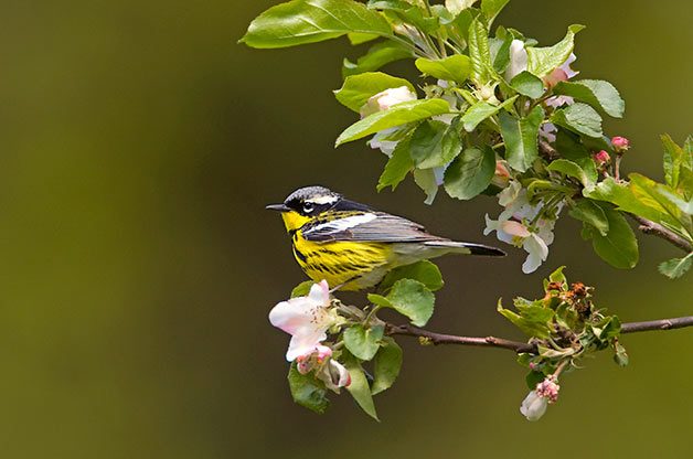 Magnolia warblers