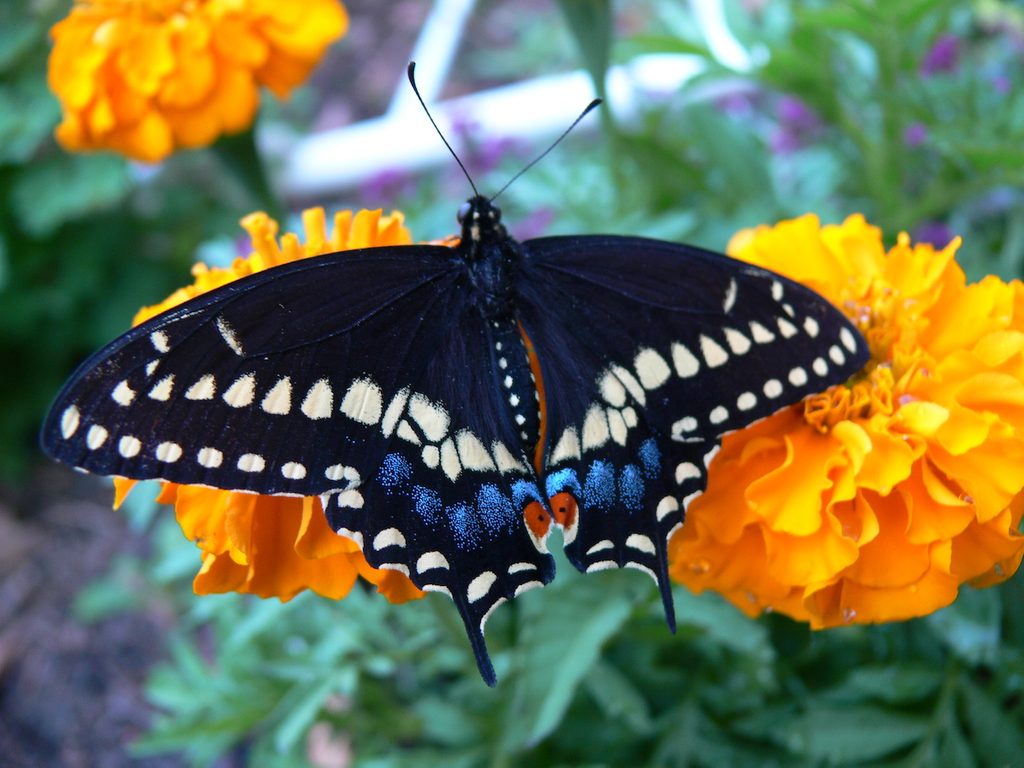 butterfly on marigolds