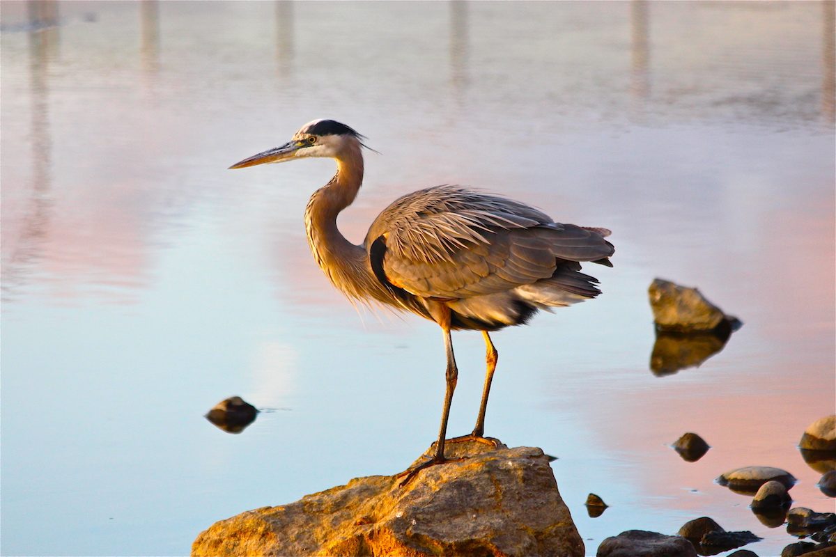 great blue heron