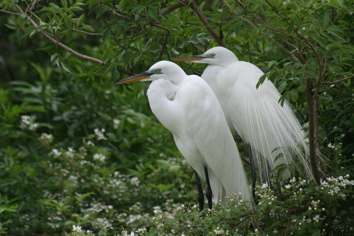 great egrets