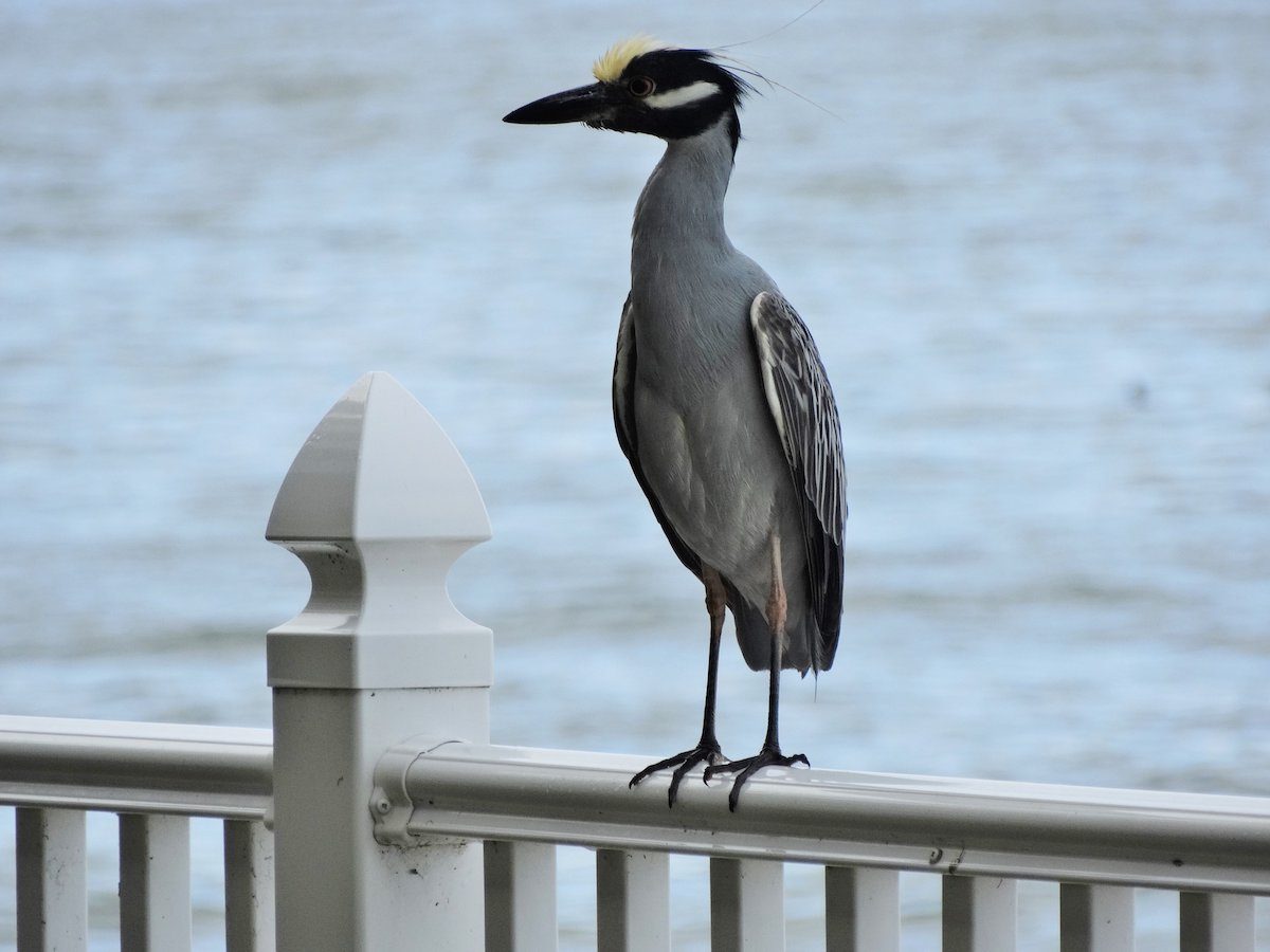 yellow crowned night heron