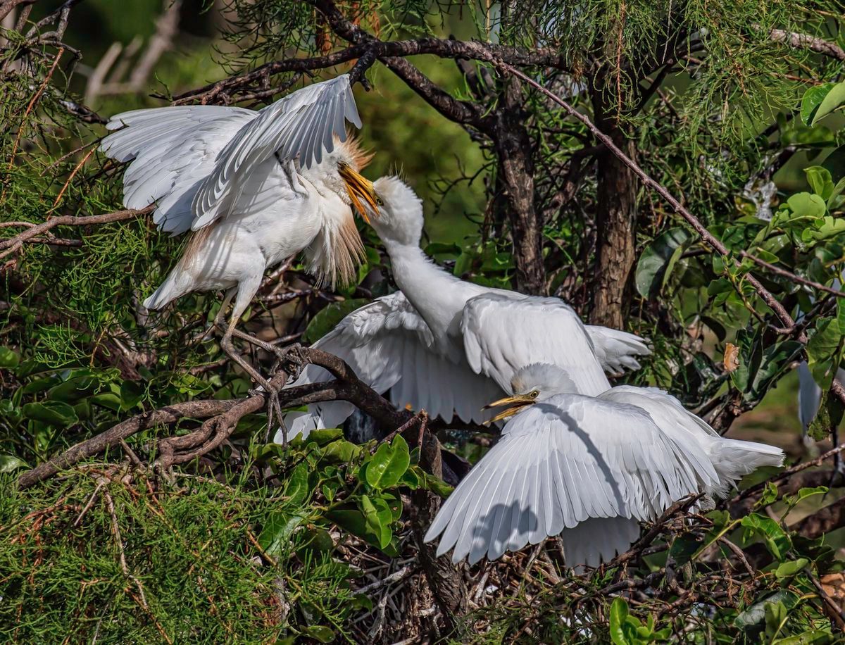 cattle egrets