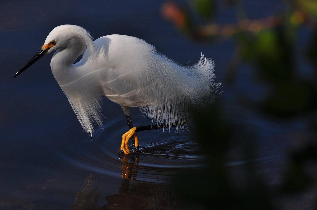 snowy egret