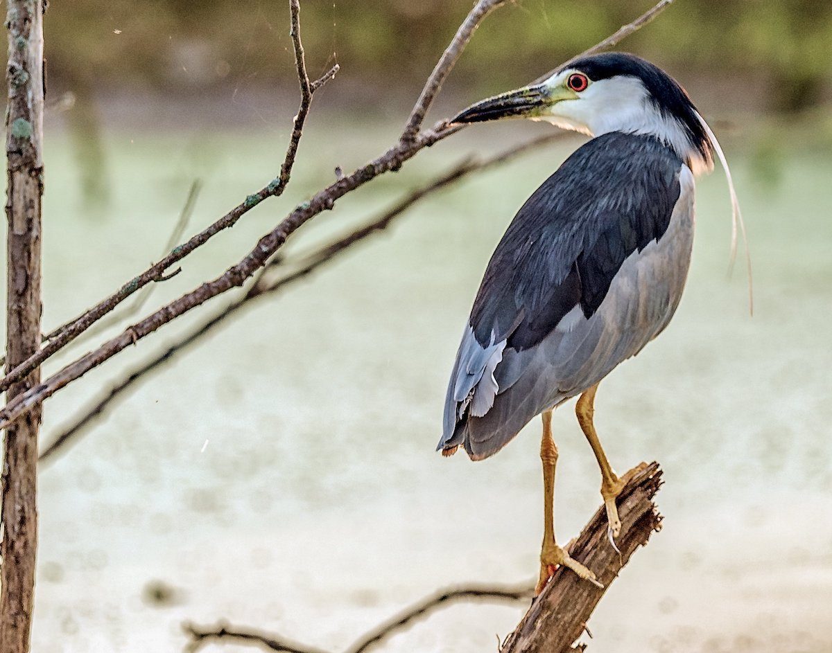 black crowned night heron