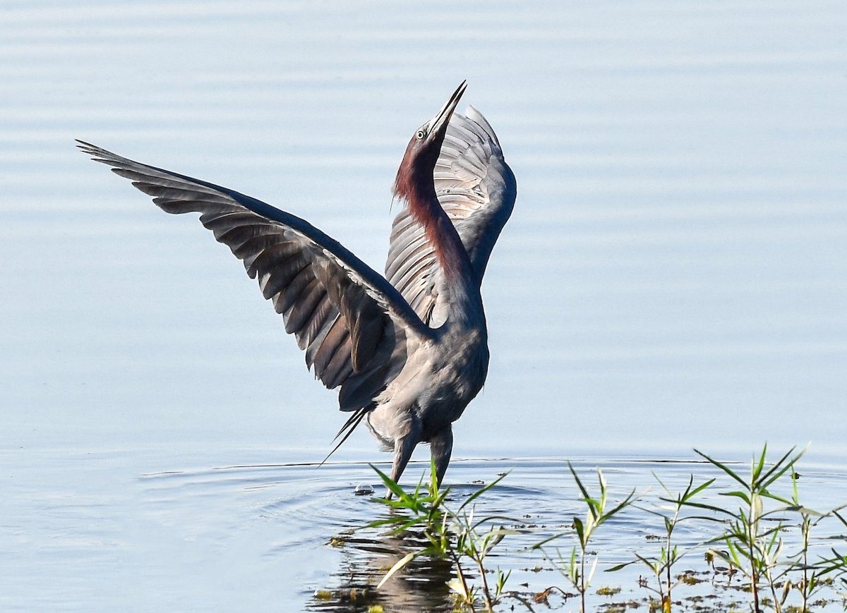 little blue heron